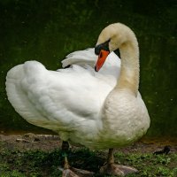 Про лебедя... :: Николай Гирш Про лебедя... :: Николай Гирш