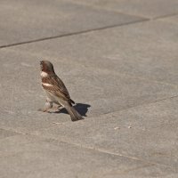 *** :: Валерий