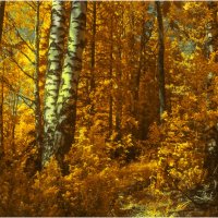 Золотая осень ( инфракрасная фотография ) :: Валентин Котляров Золотая осень ( инфракрасная фотография ) :: Валентин Котляров