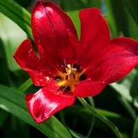 Отцвёл. :: Маргарита ( Марта ) Дрожжина