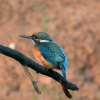 Зимородок :: Владислав Иопек Зимородок :: Владислав Иопек