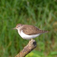 Перевозчик :: Владислав Иопек Перевозчик :: Владислав Иопек