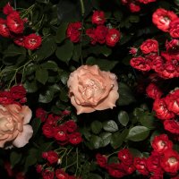 Цыганочки :: Валерий Басыров