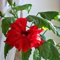 Китайская роза на солнечном окне :: Светлана 