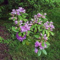 Ротодендрон. :: Роланд Дубровский