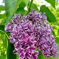 Сирень :: Сапсан 