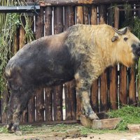 Сычуаньский такин :: <<< Наташа >>>