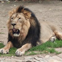 Азиатский лев :: <<< Наташа >>>