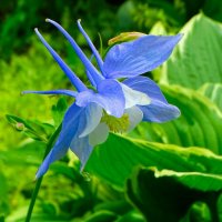 Аквилегия :: Милешкин Владимир Алексеевич 