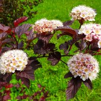 Наше лето :: Милешкин Владимир Алексеевич Наше лето :: Милешкин Владимир Алексеевич