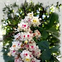 Цветущий каштан :: Veera V Цветущий каштан :: Veera V