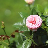 Розовая роза. :: Оля Богданович