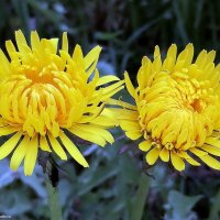 Одуванчики :: Игорь Корф