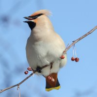 Свиристель. :: Виктор Иванович Чернюк