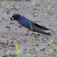 Строительство гнезда (серия) :: Любовь Сахарова