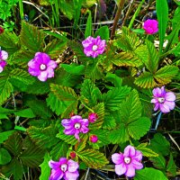 Июнь...Цветет возле проток княженика! :: Владимир 
