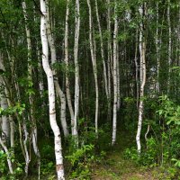 Ядрин. Заросли молодого березняка северного берега озера Сергач. :: Пётр Чернега