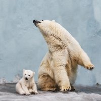 Белый :: SanSan 