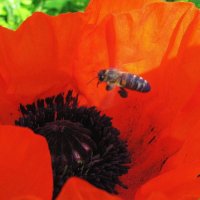 В полёте :: Людмила Смородинская