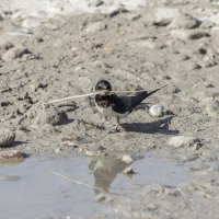 ласточки :: юрий макаров