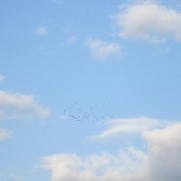 Птицы мои, птицы, летите в облака! :: Дмитрий Никитин