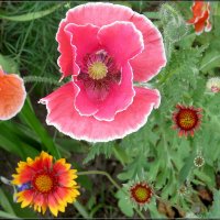 Семейный портрет :: Сеня Белгородский