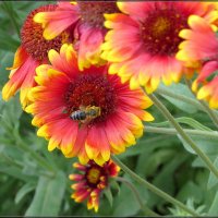 Сбор „мёда - Разнотравье" :: Сеня Белгородский