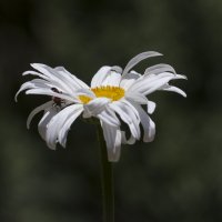 Разлохматилась :: Светлана Тихонина