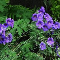 Герань садовая (журавельник) :: Рита Симонова Герань садовая (журавельник) :: Рита Симонова