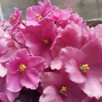 Фиалка :: Елена Семигина