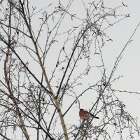 Снегирь :: Игорь Шевердин