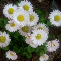 **** :: Елена Семигина