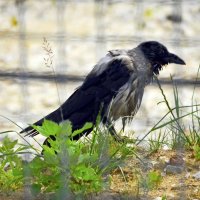 Мокрая ворона :: Oleg4618 Шутченко