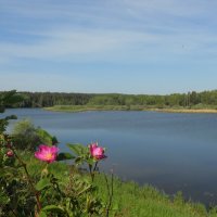 Шиповник на берегу озера :: Сергей Швечков