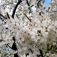 Цветение весны. :: VasiLina *