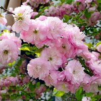 Миндаль трёхлопастный :: Oleg4618 Шутченко