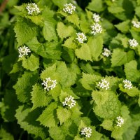 Цветастая зелень... :: Николай Гирш