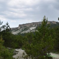 Природа Крыма :: Amazing Cosmea