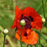 Мак-великан :: Светлана 