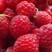 Ягода малина :: Freddy 97