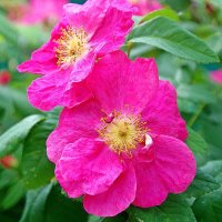 *** :: Леонид leo *** :: Леонид leo