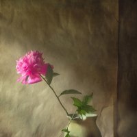 *** :: Oleg Rastorguev