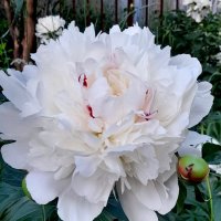 Белый пион с серцевинкой . :: Мила Бовкун