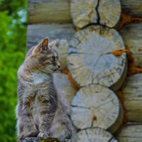 Страж :: Наталья Rosenwasser