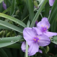 Садовая традесканция :: Gen Vel