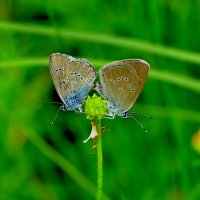 опять про бабочек 22 :: Александр Прокудин