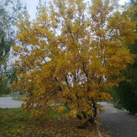 Золото природы :: Аглая Речнова