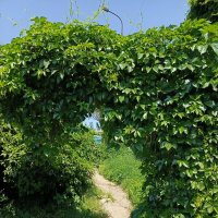 Живая арка :: Татьяна Пальчикова