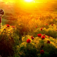 Лазоревая долина :: СЮ 