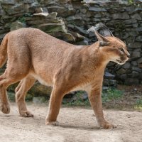 Каракал :: SanSan 